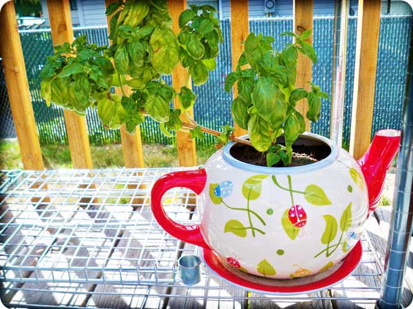 Making-plant-pots-with-teapots